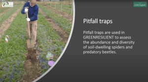 Pitfall trap video