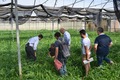A group of people in a greenhouse analysing green manure.